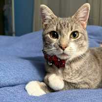 Thumbnail photo of Beau #1