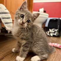 Thumbnail photo of Beau #2