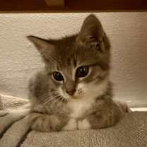 Thumbnail photo of Beau #3