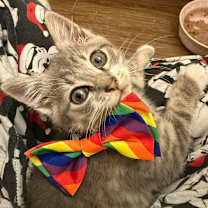 Thumbnail photo of Beau #4