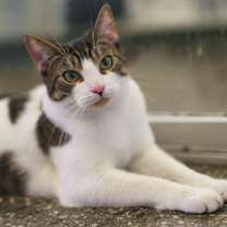 Thumbnail photo of Hana #2