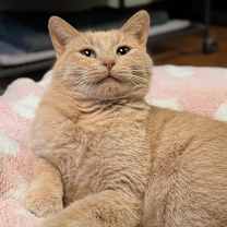 Thumbnail photo of Gouda #1