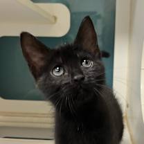 Thumbnail photo of Morticia #1