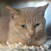 Thumbnail photo of Gouda #2