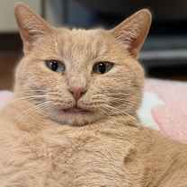 Thumbnail photo of Gouda #3