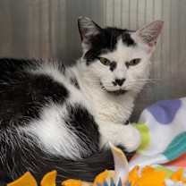 Thumbnail photo of Minnie #2