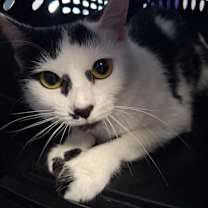 Thumbnail photo of Minnie #3