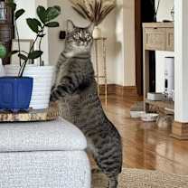 Thumbnail photo of Otis #3