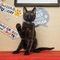 Thumbnail photo of Dijon #3