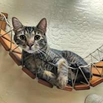 Thumbnail photo of Ringo #1