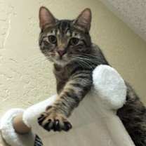 Thumbnail photo of Ringo #2