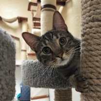 Thumbnail photo of Ringo #3