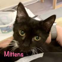 Thumbnail photo of Mittens #2