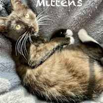 Thumbnail photo of Mittens #4