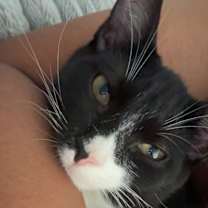 Thumbnail photo of Manchas #1