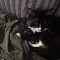 Thumbnail photo of Manchas #2