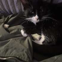 Thumbnail photo of Manchas #3