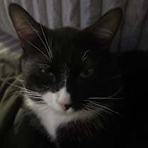 Thumbnail photo of Manchas #4