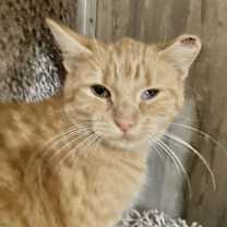 Thumbnail photo of Goji Berry #1