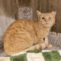 Thumbnail photo of Goji Berry #2