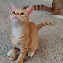 Thumbnail photo of Rockford #1