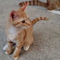 Thumbnail photo of Rockford #3