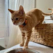 Thumbnail photo of Coral #2