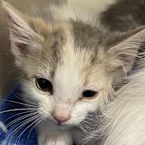 Thumbnail photo of Chloe (Edna (22-3e-1)) #2