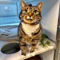 Thumbnail photo of Lilith #2