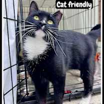 Thumbnail photo of Donner (FCID# 11/07/2025 - 105)Willow Grove #1