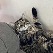 Thumbnail photo of Cleo #2