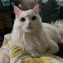 Thumbnail photo of Miso #1