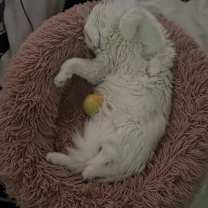 Thumbnail photo of Miso #2