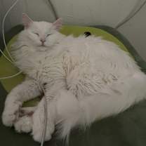 Thumbnail photo of Miso #3