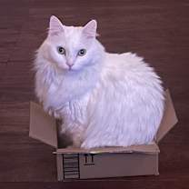 Thumbnail photo of Miso #4