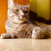 Thumbnail photo of Kyee #1