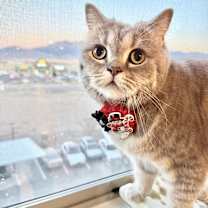 Thumbnail photo of Zara #2