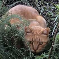 Thumbnail photo of Buster #1