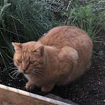 Thumbnail photo of Buster #2