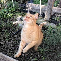 Thumbnail photo of Buster #3