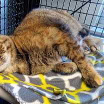 Thumbnail photo of Tilly #3