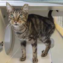 Thumbnail photo of Bones #1