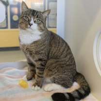 Thumbnail photo of Tyson #2