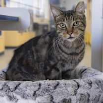 Thumbnail photo of Bones #2