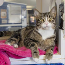 Thumbnail photo of Grill Master #2