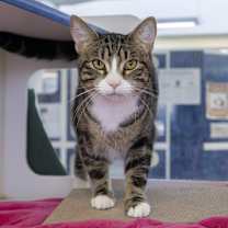 Thumbnail photo of Grill Master #3