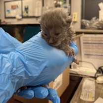 Thumbnail photo of Peter Piper #2