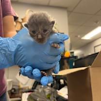 Thumbnail photo of Peter Piper #3