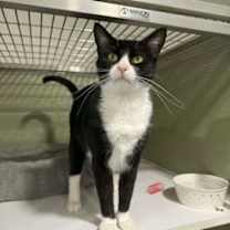 Thumbnail photo of Ambrose #1