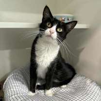 Thumbnail photo of Ambrose #2